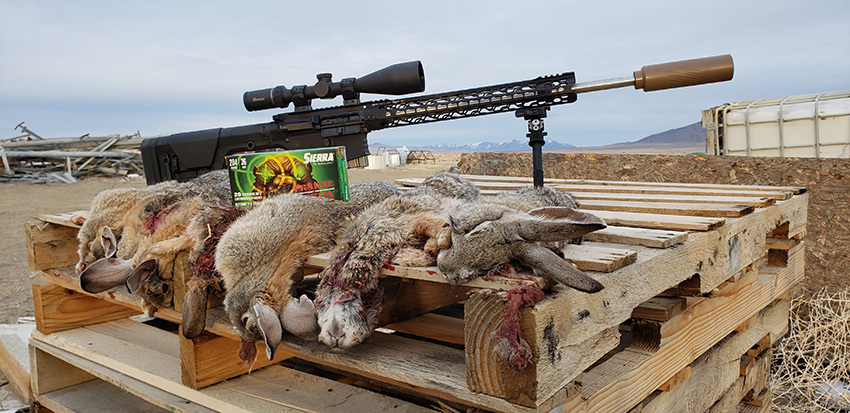 204 Ruger varmint hunting with an AR-15 rifle